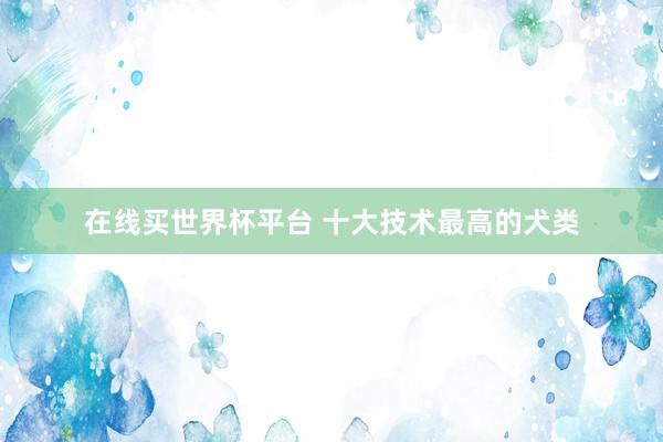 在线买世界杯平台 十大技术最高的犬类